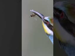 Colorful but Deadly! | Bee-eater  #wildlife