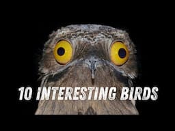 10 Amazing Birds You Need to Know About! The Most Interesting Birds!