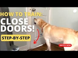 Teach Your Dog To Close The Door in Minutes! (Step-By-Step)