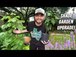 Huge Shade Garden Makeover with Native & Tropical Plants! Zone 9 Houston Texas