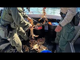 Dungeness Crab California Season Opener Nov 2, 2024