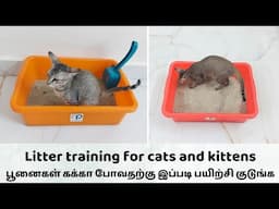 litter training for cats and kittens 😍பூனைகள் கக்கா போவதற்கு இப்படி பயிற்சி குடுங்க