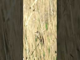 Beautiful bird singing (Great Reed Warbler)