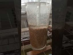 Tilapia eggs incubation