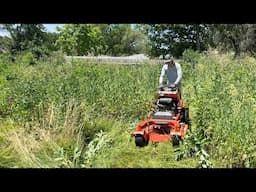 TOWERING 7-foot grass is SWALLOWING this house whole – NO ONE had a CLUE what to do