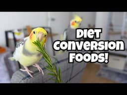 Parrot Diet Conversion Foods | Healthy Food For Your Cockatiel Conure Budgie | TheParrotTeacher AD