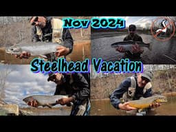 Steelhead & Brown Trout - 4 days in November 2024