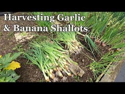 Harvesting Shallots & Garlic.