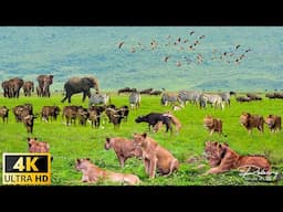 4K African Animals: Discover Wildlife of Aberdare National Park With Real Sounds & Relaxing Nature