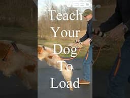 Teach Your Dog To Load/Kennel #shortvideo #shorts #short #bird dog