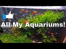 Uncut Fishroom Tour / All Aquarium Update. Honest Planted Aquariums Hobbyist!