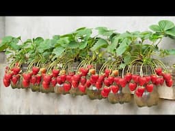 [Gardening at home] How to grow strawberries at home for your family to eat all year