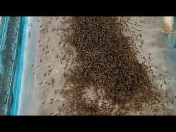 Tilapia Hatchery Management (Episode 1) Hatching/incubation