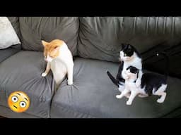 Best Funniest Cats 😹 - Don't try to hold back Laughter 😂 Funny Cats 2023 #7