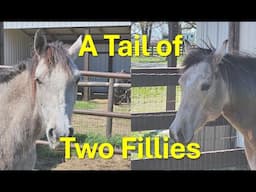 A Tail of Two Fillies Part 13  Helping QH Filly Overcome Fear