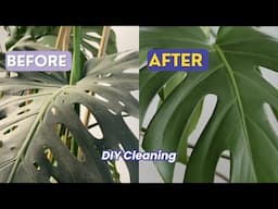 How to Clean Plant Leaves and Make Them Shine | Easy Way to Clean Plants