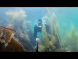 Freedive Dorset