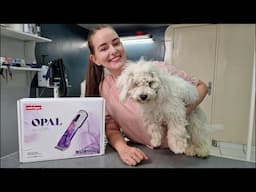 🔴LIVE Puppy Grooming - Bichon Frise