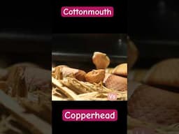 Copperhead Vs Cottonmouth part 4