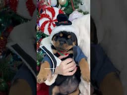 Rottweiler Christmas 🎄🎁☃️❄️