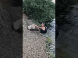 We Rescued a Sheep from the River! 🐑 #supboarding  #shorts  #paddleboarding