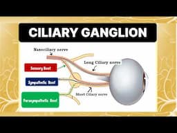 Understanding the CILIARY GANGLION and its Connections