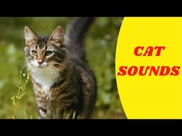 CAT SOUNDS  Animals Sounds For Learning  CAT Noise #Shorts