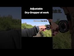 The ADJUSTABLE DRY-DROPPER at work.  #fishing #trout #euronymphing #fishing #trendingshorts #flyfish