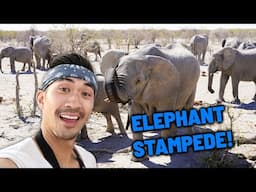 Greatest Wildlife Sanctuary in Etosha, Africa | White Rhino Conservation | Elephant Stampede