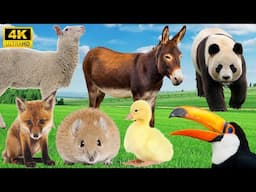 4K Wild Animal Sounds: Sheep, Donkey, Panda, Duck, Fox - Fascinating Wildlife Sounds