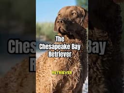 The Chesapeake Bay Retriever 🔥 #dogs