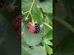 In the Garden #shorts #gardening