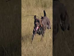 The prairies are a coming  #sharptail #upland