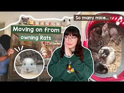 Moving on from owning Rats, pet room changes & all 9 of my mice meet | VLOG