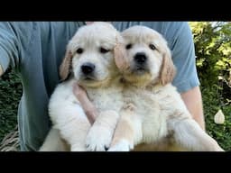 Sad News About My Golden Retriever Puppies...