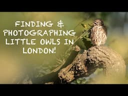 Finding and Photographing LITTLE OWLS in Richmond Park