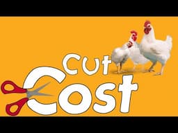 How to reduce cost of raising broilers and increase profits