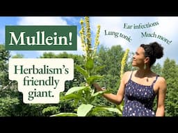 Mullein!  Health Benefits & Medicinal Uses