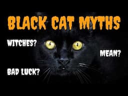 5 Black Cat Myths We Need to STOP Believing