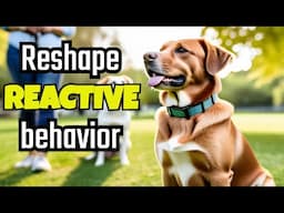 E-Collar Training for Reactive Dogs: Expert Tips