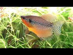 A Mysterious Breeding Behavior In The Pearl Gourami