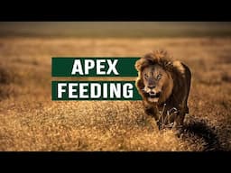 Savannah Apex Predators: Lions Stalking Their Prey