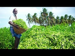 CLUSTER BEANS HARVESTING | Village Healthy food | Cluster beans fry | Village Grandpa | Vegetarian