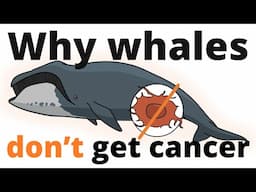 Why whales don't get cancer – Peto's paradox