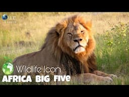 Lion pride 2021 - Africa Big Cat Documentary 2021 (English subtitles) - Our Climate .