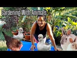 Gardening With Animals || Permaculture Garden On The Rise