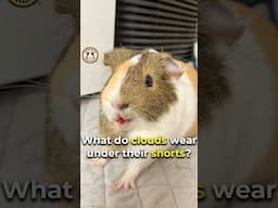 Get it? ⚡👖🤣 #funny #shorts #guineadad #guineapig #pets #memes  #pet #rodent #guineapigcage