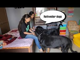 My dog's needs attention || funny dog story || snappy girls #dog #story #trending ||