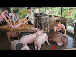 A pig has a hernia in its abdomen, watch the vet's amazing surgery. (Ep 313 ).