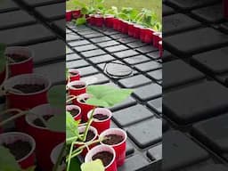 Hydroponic ebb and flow #gardening #hobbyfarm #ebbandflow #farmtotable #growyourownfood